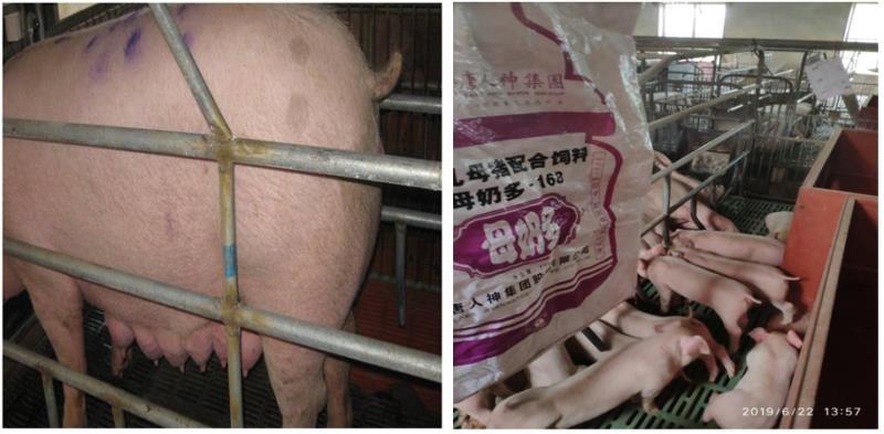母奶多—猪场专用母猪料