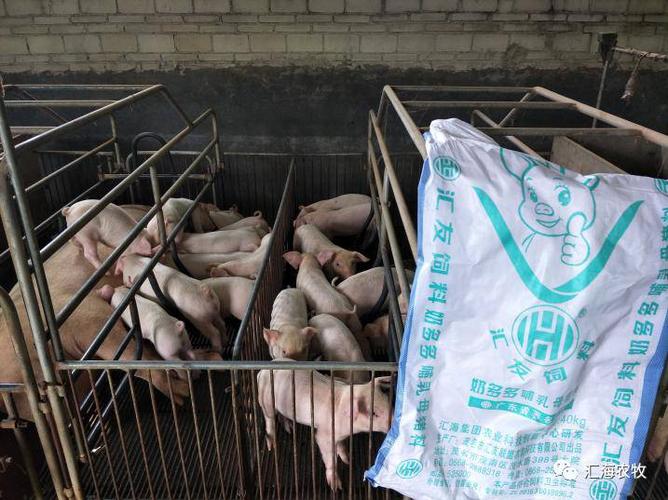 在2017年5月20日,有1头母猪产下1窝猪仔共13头,生产时压死1头,剩下12